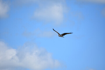 Fototapeta na wymiar Sea Eagle in Flight in Casco Bay