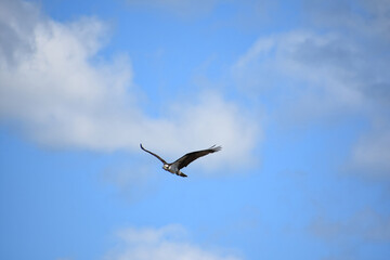 Fototapeta na wymiar Osprey in Blue Skies with Clouds