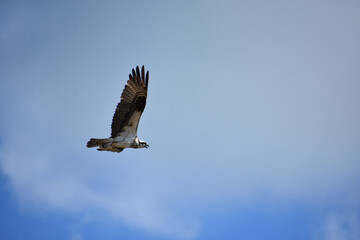 Fototapeta premium Flying Osprey with Feathers Ruffled in Flight