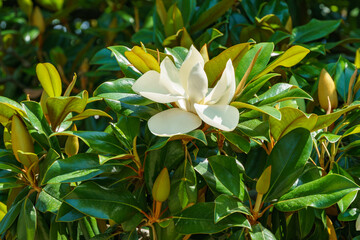 Fototapeta na wymiar Large white fragrance flowers Evergreen Southern Magnolia (Magnolia Grandiflora) in Sochi. Blooming magnolia on city streets.