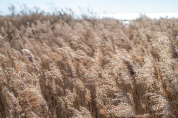GRASS