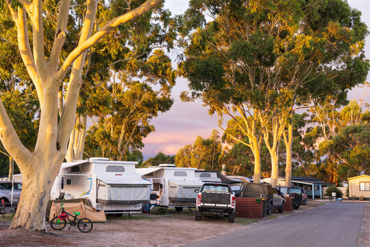 A row of caravans and 4 wheel drives under tall gumtrees in a caravan park
