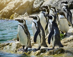 Naklejka premium Penguin in its natural environment