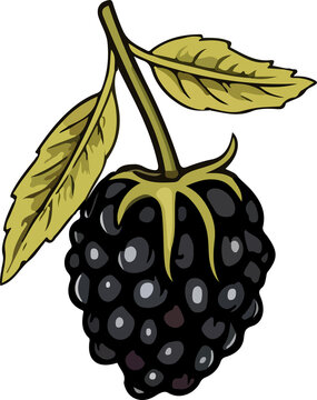 ripe blackberry with green leaves clip art preview