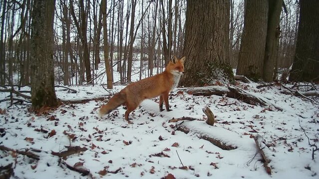 beautiful red  fox listens to the sound of the winter world
