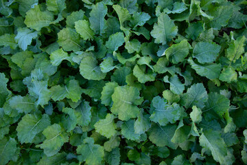 Top view of Green rapeseed plant Texture Background can be used as agriculture concepts