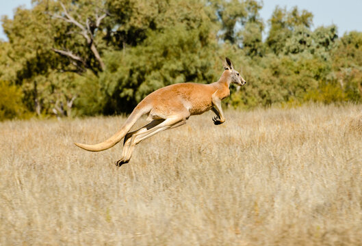 Big Red Kangaroo hopping in full stretch and airborne