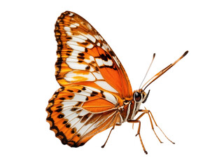 Fototapeta na wymiar Orange butterfly in PNG format or on a transparent background. A decorative and design element for a project, banner, postcard, business, background. A beautiful bright butterfly. Insect.