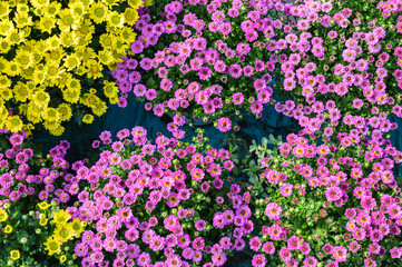 Fototapeta premium Beautiful flowers on the background