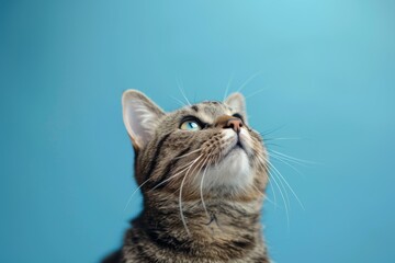 Adorable Cat Gazes Upwards, Creating A Charming Banner On Blue Backdrop. Сoncept Cute Cat Portraits, Blue Backdrop, Adorable Gaze, Charming Banner