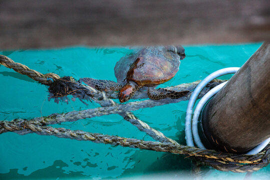 Fototapeta Turtle climbing onto ropes under a pier to rest