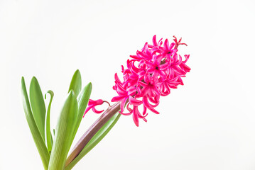 One purple hyacinth flower on a white background