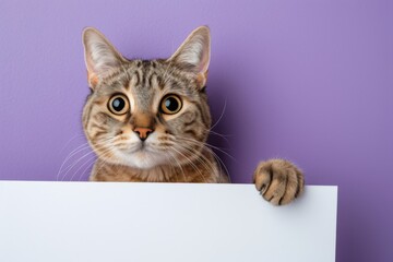 Cat Holding White Banner On Purple Background