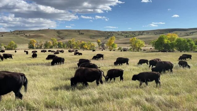 American buffalo in Custer State Park, South Dakota, USA, tracking view