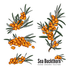 Sea buckthorn, set of colorful vector illustrations. Isolated in white.