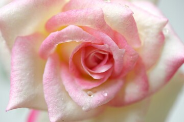 Close up pink rose with water drops for love wallpaper, background. Bunga mawar