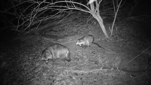 raccoon dogs Nyctereutes procyonoides in winter night near cave 
