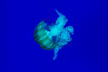 Jellyfish - Pacific Sea Nettles (Chrysaora fuscescens)
