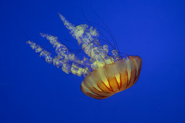 Jellyfish - Pacific Sea Nettles (Chrysaora fuscescens)