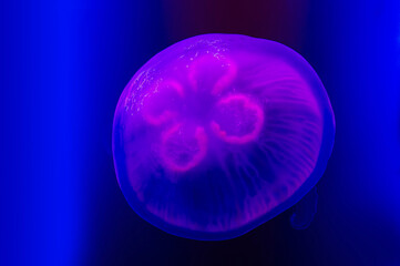 Moon Jellyfish © mirecca