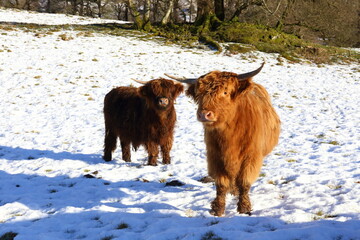 Highland Cattle in Snow.
A pair of young Highland cows pose in the snow on a bright winters day.