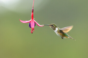 Volcano hummingbird feeding on a fuchsia flower at a garden in costa rica
