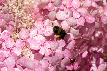 beautiful  blossom  of pink hydrangea  with working bumblebee at sunny day. close up