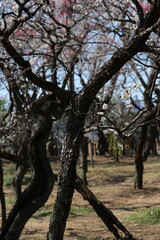 白い梅の花