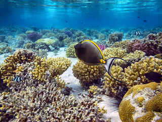 Beautiful tropical coral reef with shoal or red coral fish, Red Sea - 715626600