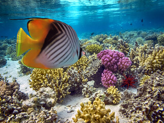 Naklejka na ściany i meble Beautiful tropical coral reef with shoal or red coral fish, Red Sea