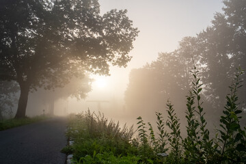 This captivating image features a country road winding through a mist-covered forest at dawn. The soft morning light filters through the fog, creating a warm and inviting atmosphere. The sun, visible