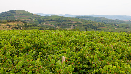 Fototapeta na wymiar panoramic view of the Soave hills