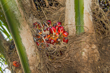 Naklejka premium Oil palm fruit in Papuan gardens that are ready to be harvested