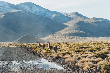 Guanacos