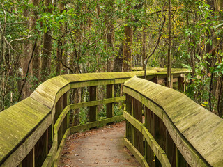 Perspective of zigzag boardwalk, accessible by wheelchair, along a wetland nature trail on the campus of University of Northern Florida in autumn