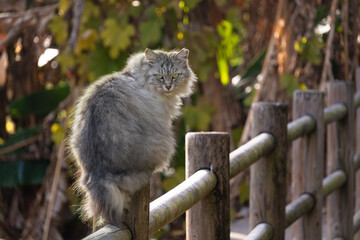 自然公園の柵の上で振り返ってこっちを見てる毛が長いもふもふの野良猫