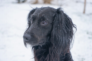 Markiesje black dog portrait in winter snow on background