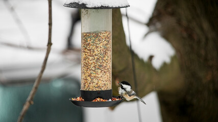 Titmouse sitting on bird feeder with seeds in winter time