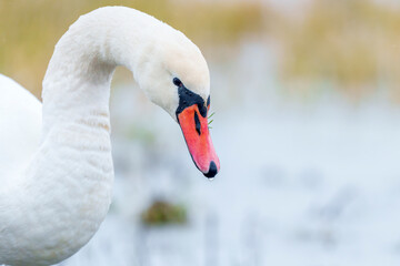 Swan feeding on gras near River