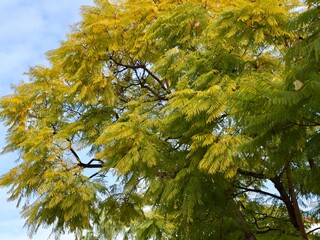 The crown of jacaranda, blue jacaranda, black poui, Nupur or fern tree (Jacaranda mimosifolia) with its fruits during winter, Spain
