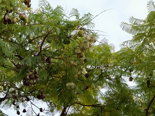 The crown of jacaranda, blue jacaranda, black poui, Nupur or fern tree (Jacaranda mimosifolia) with...