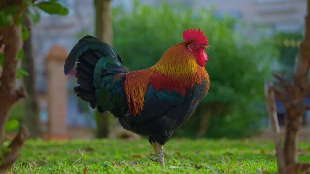Portrait of a rooster in a garden. Close up shot of free range organic chicken hen roaming freely on outdoor farm grass field, slow motion. Close up of a beautiful cock outdoors among green leaves