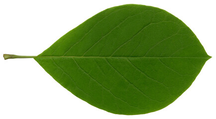 葉脈が美しい、緑の朴の若葉