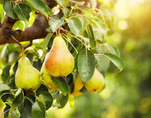 Garden Gem: Fresh Pears Hanging in the Orchard