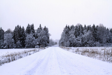 - 3 gray, foggy day in the Latvian countryside