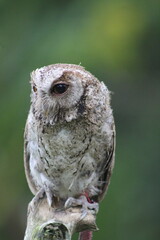 Tiny Owl
