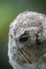 Tiny Owl