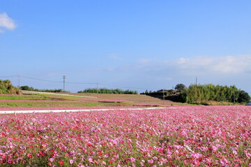 秋空とコスモス畑