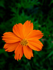 orange flower