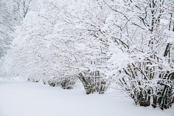 Snow covered trees, winter landscape - 715645083